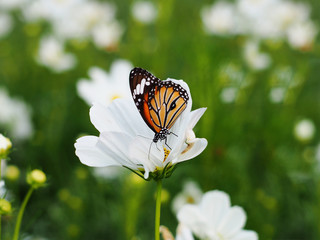 butterfly on white cosmos flowers fields.