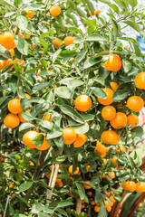 orange tree full of fruits