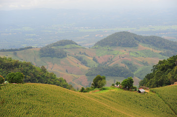 Fototapeta na wymiar View of the corn field on the mountain, Nan, Thailand