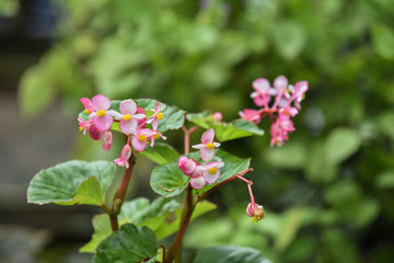 Pink Helianthemum Flower