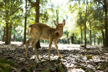 Deer in Nara Park