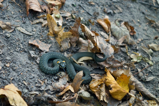 coagulated snake on the ground among dry leaves