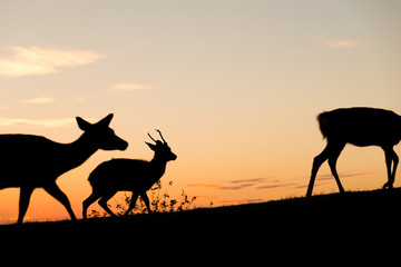 Fototapeta na wymiar Silhouette deer