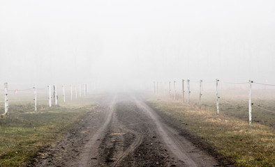 foggy road