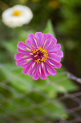 Zinnia elegans, youth-and-age,common, elegant