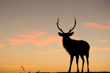 Silhouette of deer with sunset