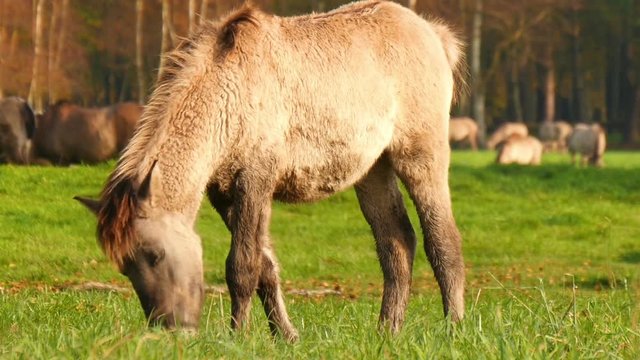 A young wild horse in Duelmen, Germany grazing close. With nice DOF. 11820
