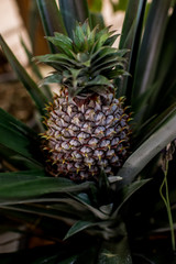 Fototapeta premium Pineapple Park
