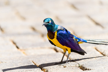 Golden Breasted Starling Bird Portrait