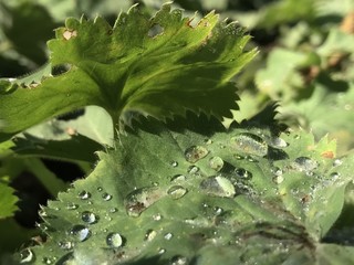 Wassertropfen Tau auf Blättern