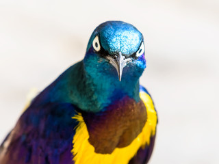 Golden Breasted Starling Bird Portrait