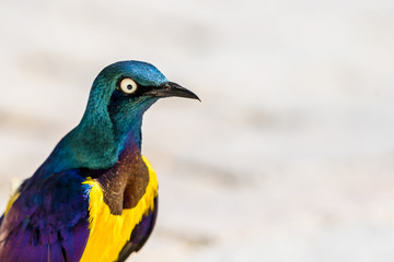Golden Breasted Starling Bird Portrait