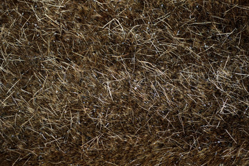 dew dry grass, brown, background, fiber, 