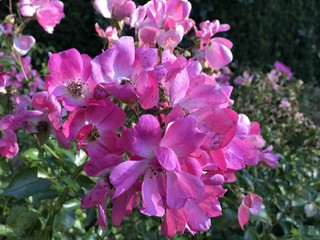 Pinke Blume - Aufgenommen mit dem iPhone 7