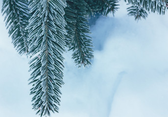 fir branches covered with hoarfrost on snow background with space for text