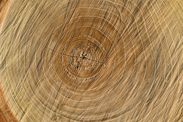 Cross-section saw cut of a log of a pine. 