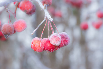 Ripe apples covered with frost