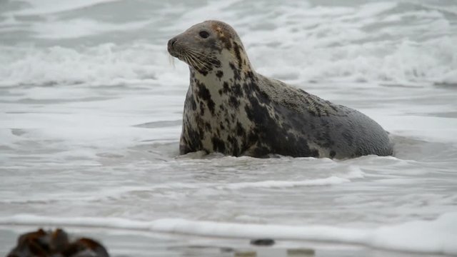 A female grey seal watch attentive her pup.11229
