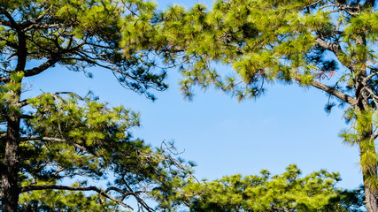 the pine at phu kradueng national park thailand.