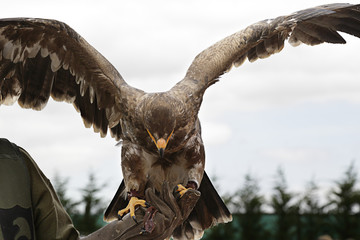 Bird of prey with open wings in the hands of a falconer