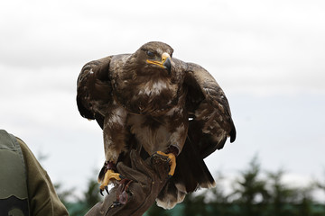 Bird of prey with open wings in the hands of a falconer