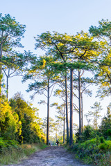 the pine at phu kradueng national park thailand.