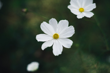 Bokeh White Flower