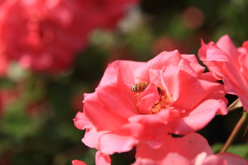 Obraz premium バラの花