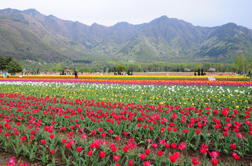 Tulip garden in Srinagar, Kashmir, India