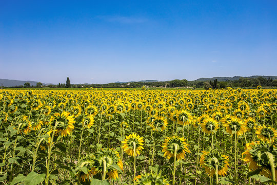 Sunflowers field, Provence, France