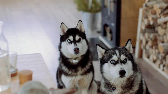 Two Siberian Haskies at home kitchen. indoore