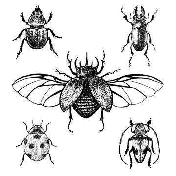 Hand drawn beetle set