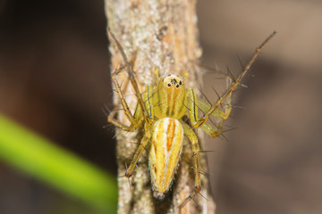 Lynx Spider with nest Macro view soft focus