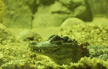 Крокодил крупным планом