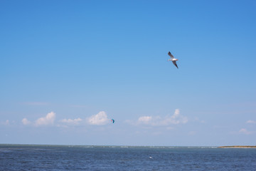Bird flying over sea and on the horizon is seen kite