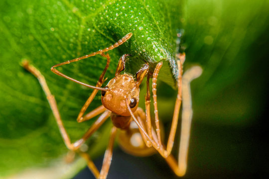 Red ant on leaf Macro view