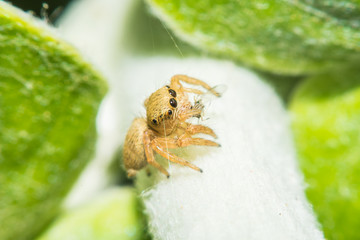 Salticidae jumping spider, Saltines scenics,Hyllus macro view soft focus in nature 