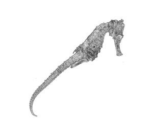 Sea horse in black and white