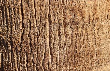 palm bark texture