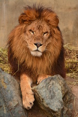 ライオン