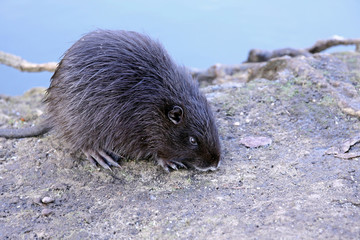 Obraz premium young dark nutria