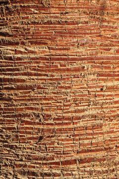 Palm Bark Texture