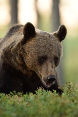 Brown bear (Ursus arctos) portrait with blueberries, bilberries