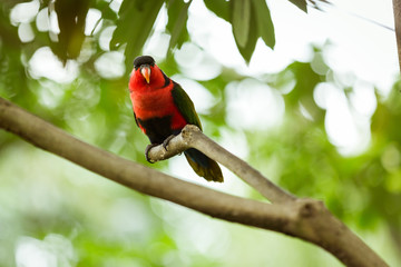 Lorius on a tree branch