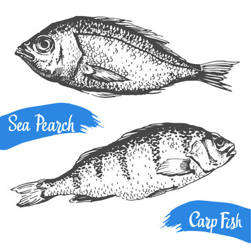 Hand drawn vector illustration with sea pearch and carp fish. Market. Seafood menu. Brush calligraphy elements for your  design. Handwritten ink lettering.