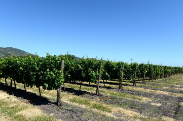 Fototapeta premium The vineyard of the winery Viu Manent.