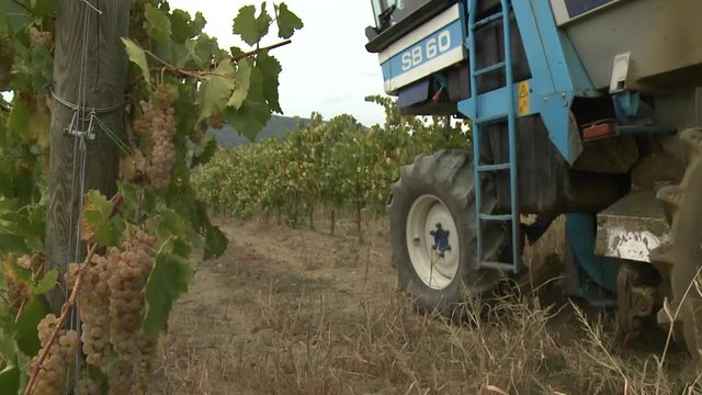 Vendemmia meccanizzata