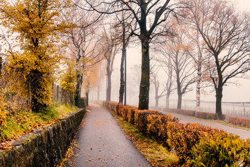 Fototapeta na wymiar Asphalt road through the autumn forest in the fog
