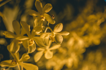 Orchids in the Garden