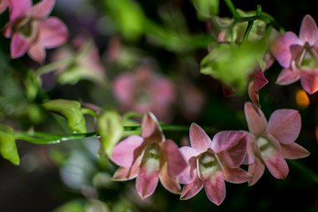 Fototapeta na wymiar Orchids in the Garden